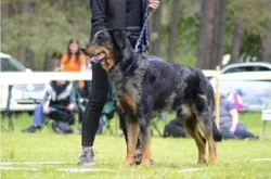 Beauceron štěňata s PP